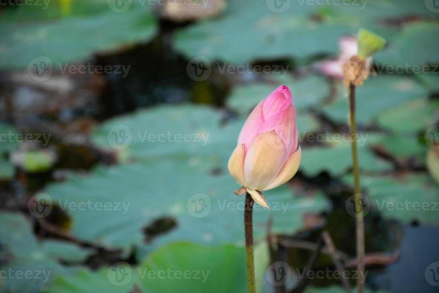 A pink lotus flower is growing in the water photo