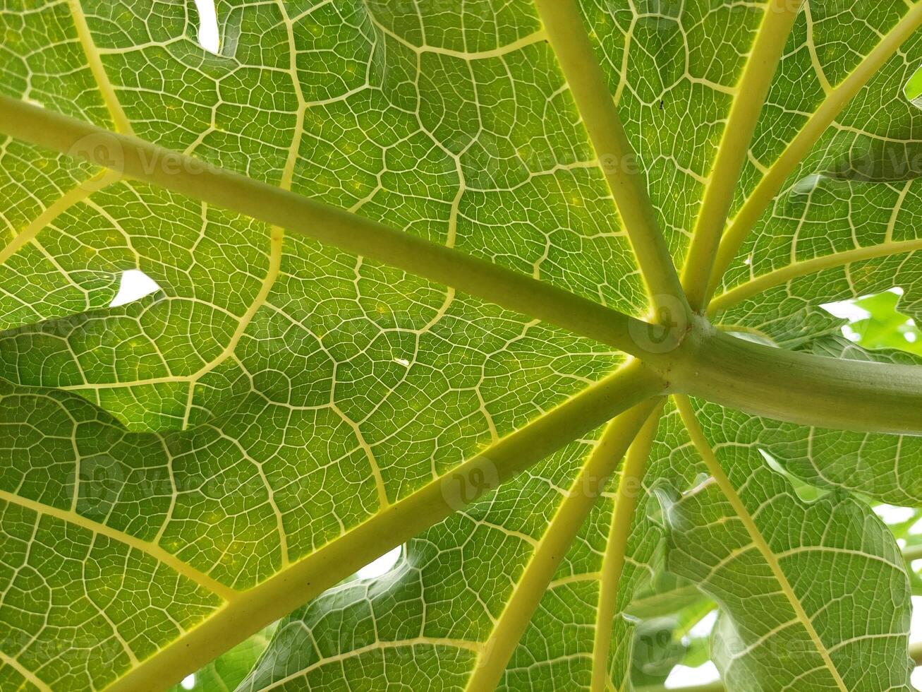 A close up view of a large green leaf photo
