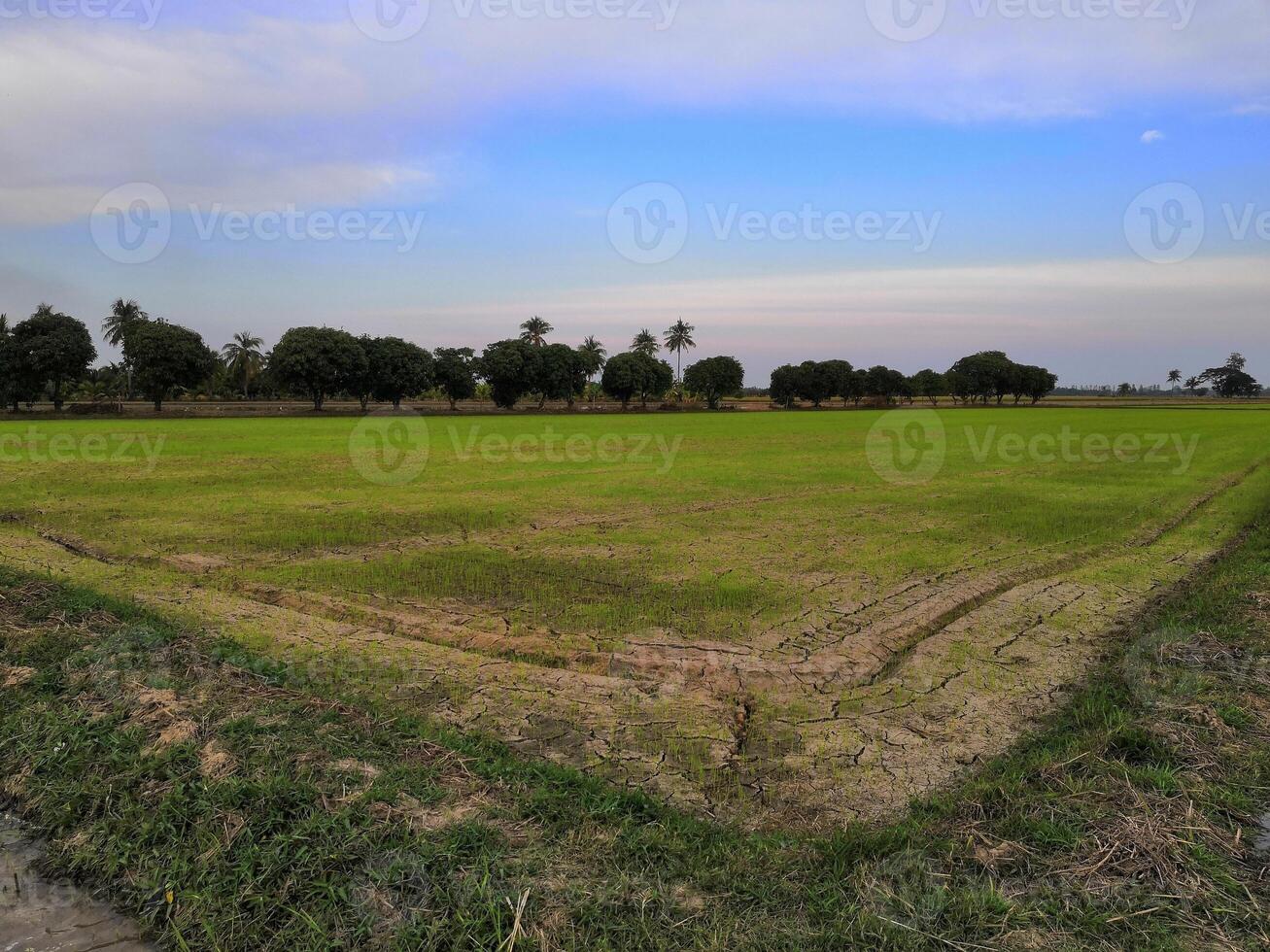 A field with green grass and trees photo