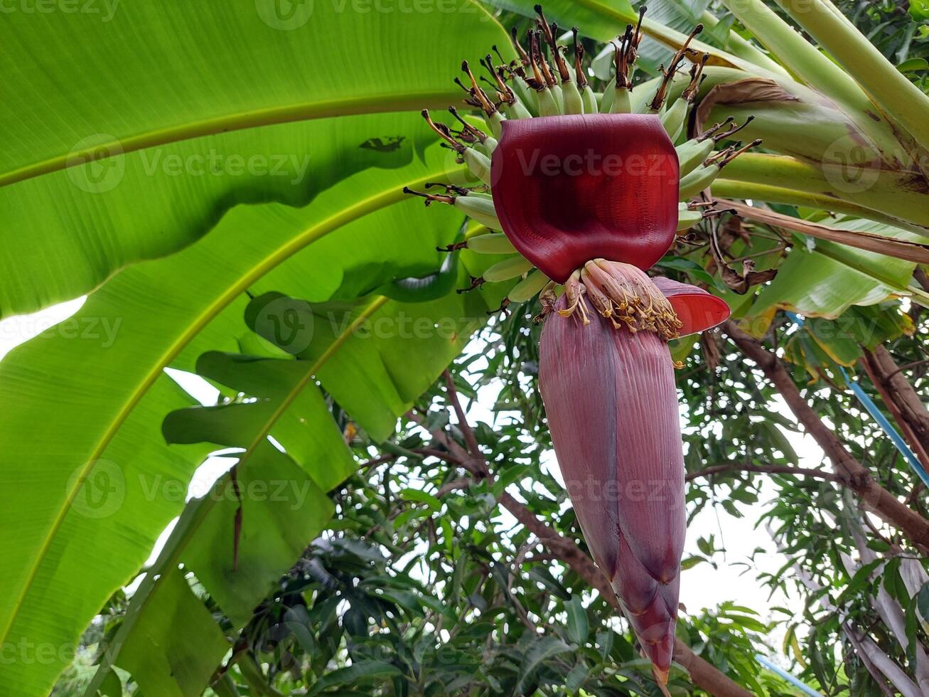 A banana tree with a flower on it photo
