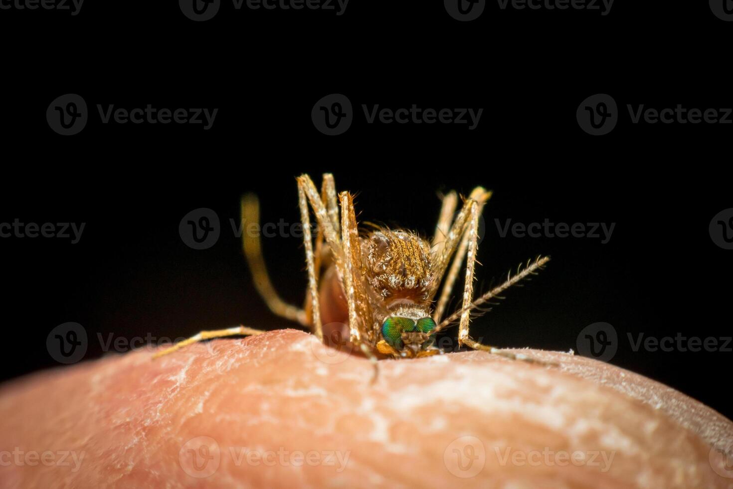 A mosquito on a finger photo