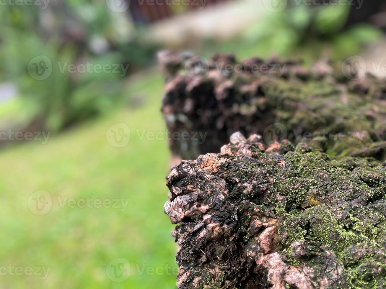 A close up of a tree trunk with moss on it photo