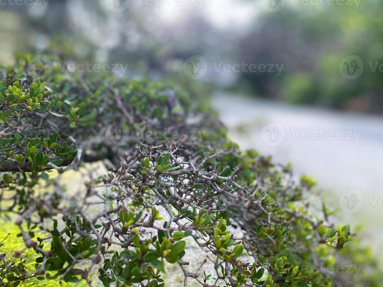 A bush with green leaves and a road in the background photo