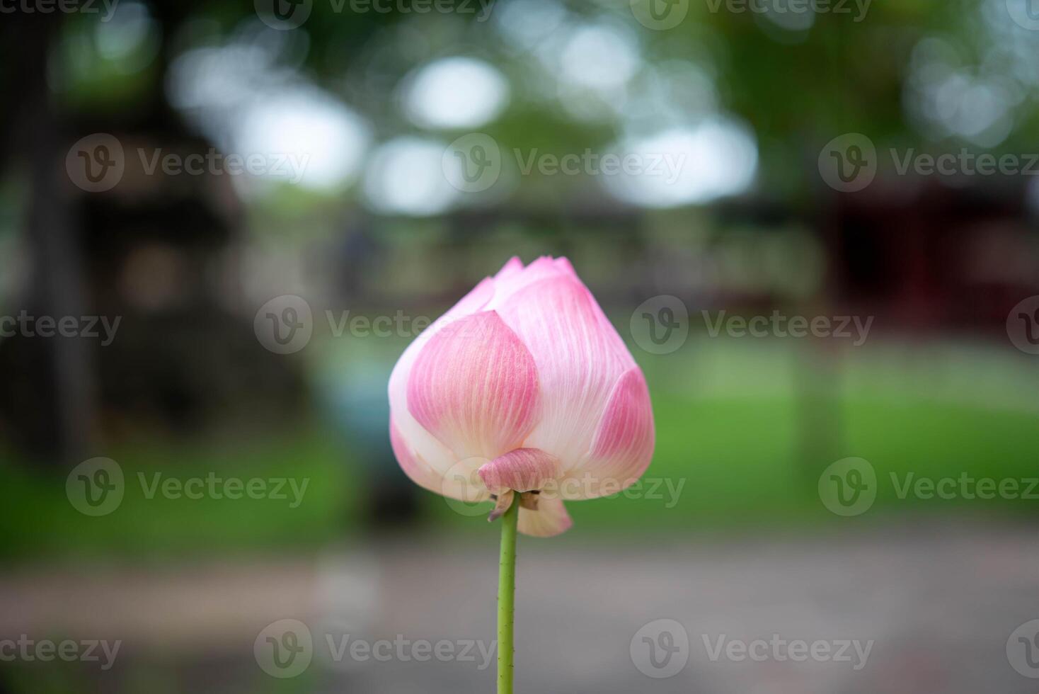 A pink lotus flower is in the middle of a park photo