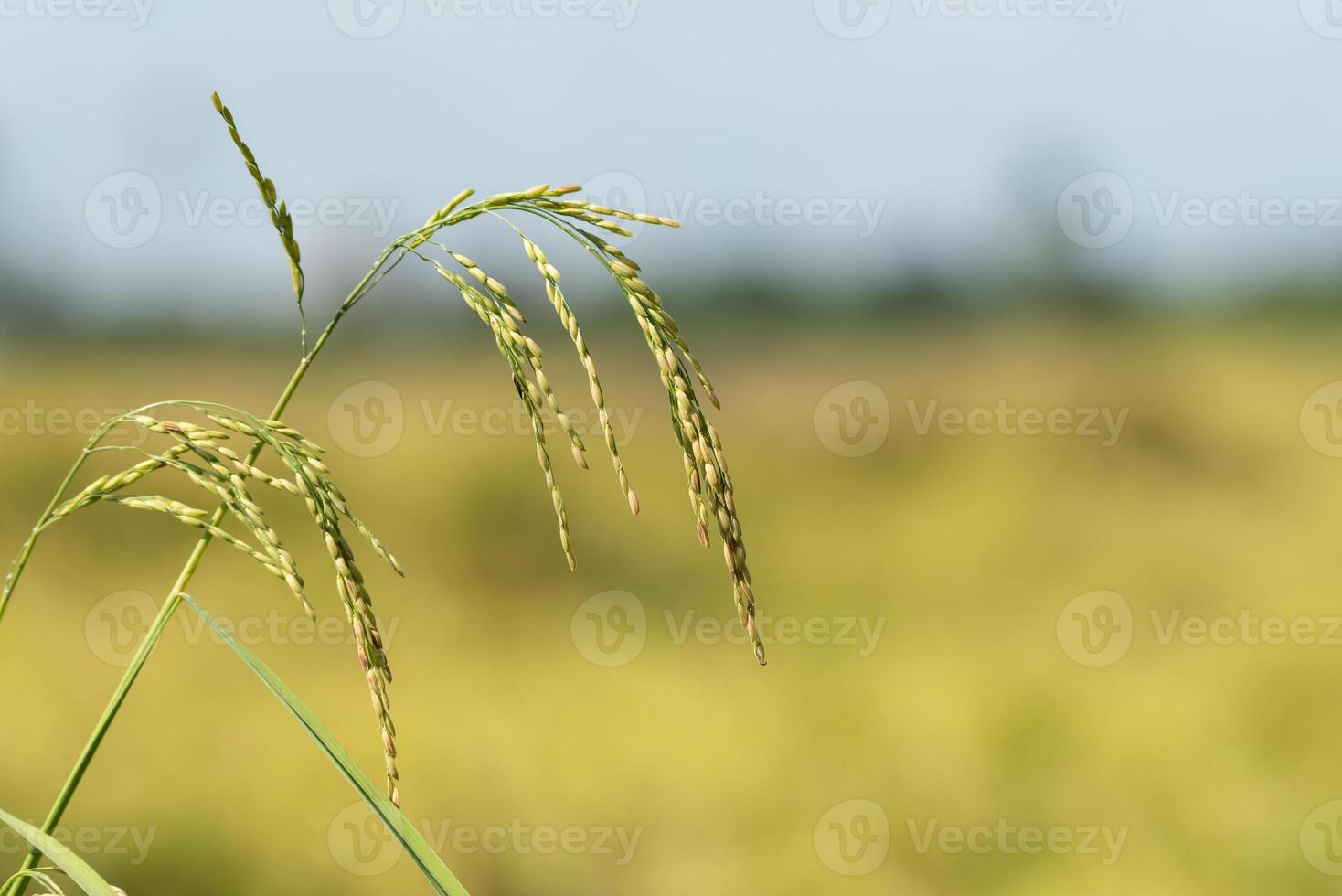 Rice plants in a field photo