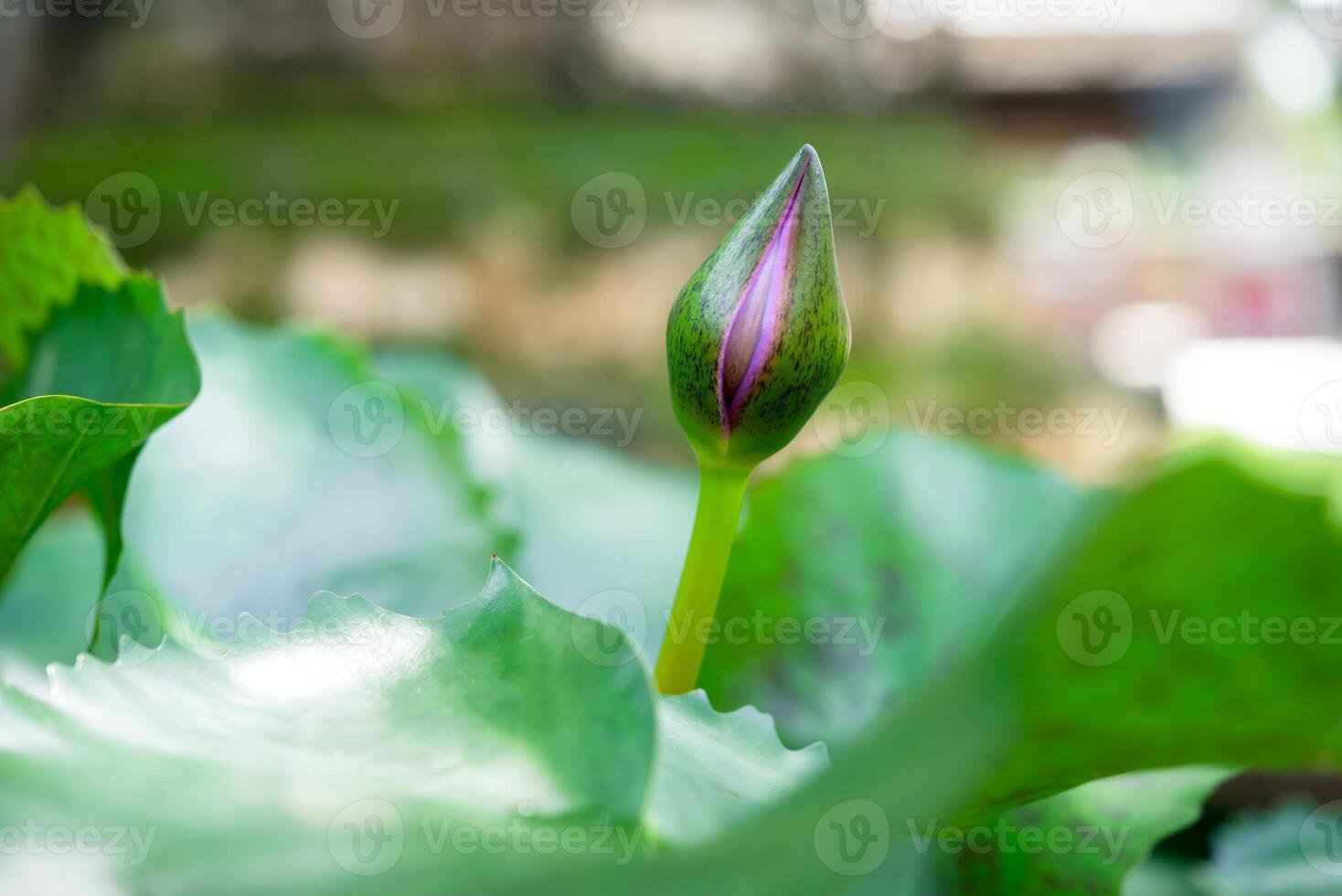 Lotus flower bud in the garden photo