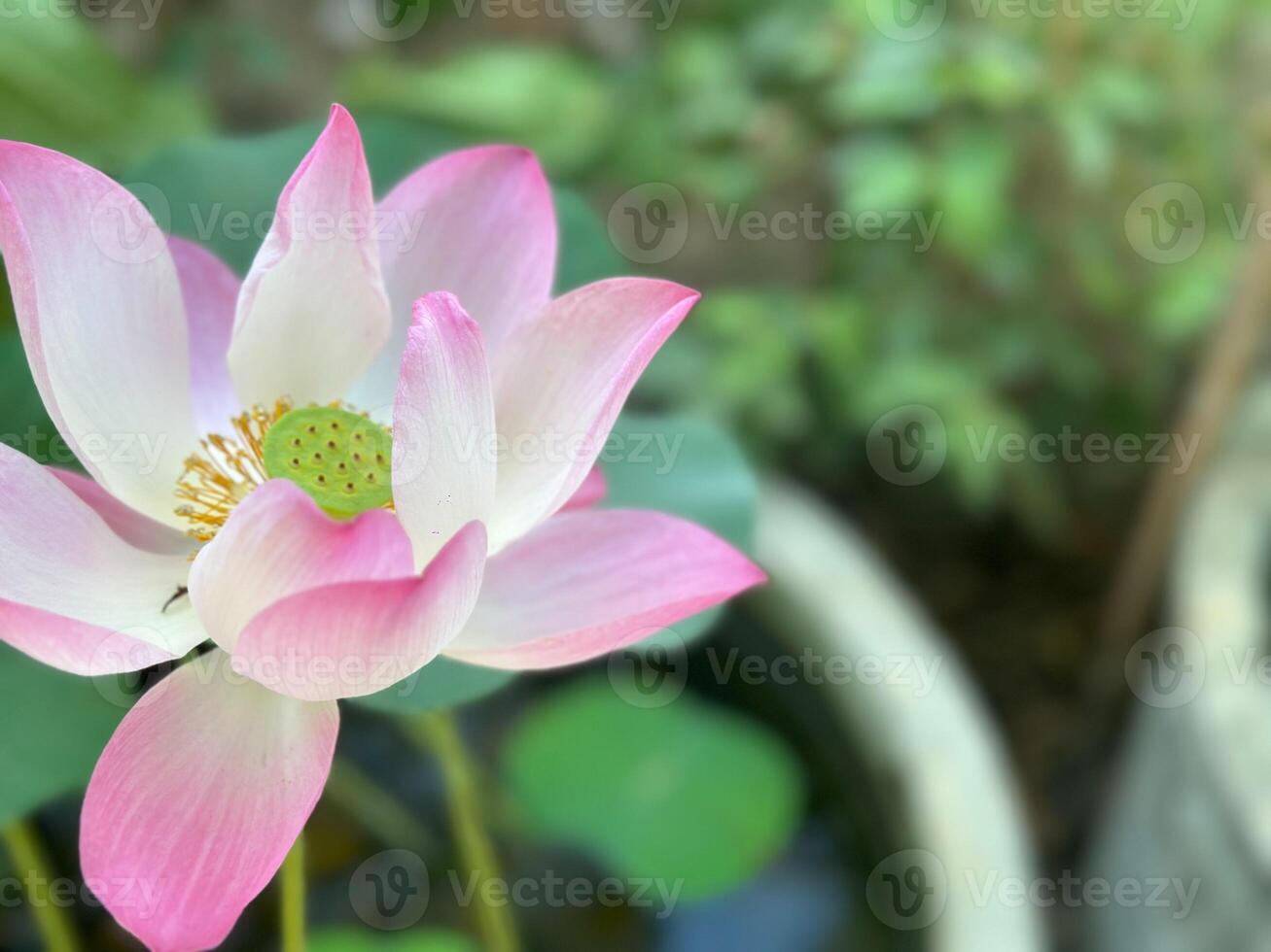 A pink lotus flower blooming in a pond photo