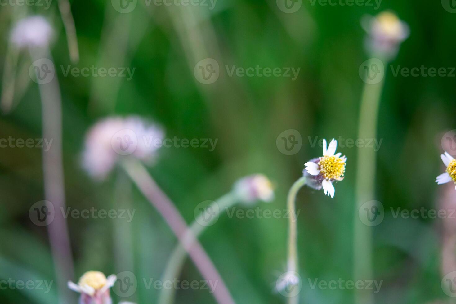 Nature of grass field and flower of grass photo