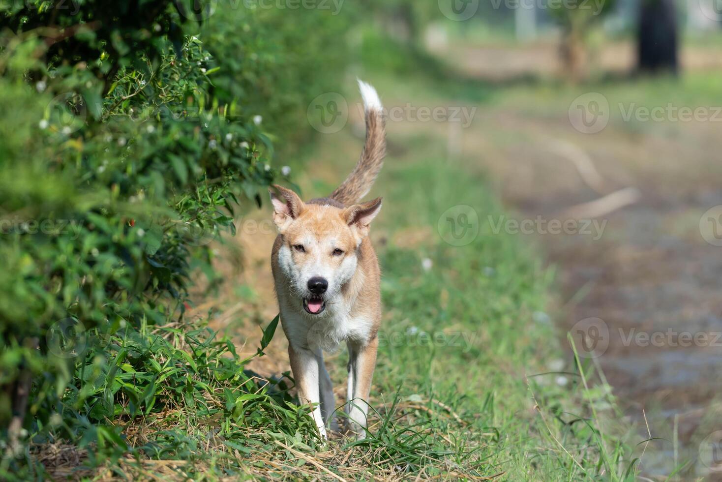 A dog walking along a path near a river photo