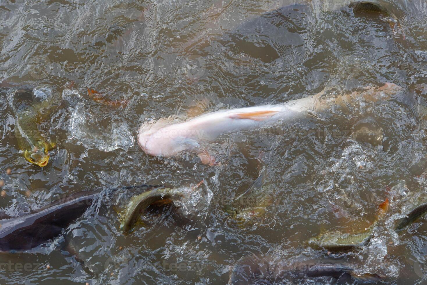A fish is swimming in a pond with other fish photo
