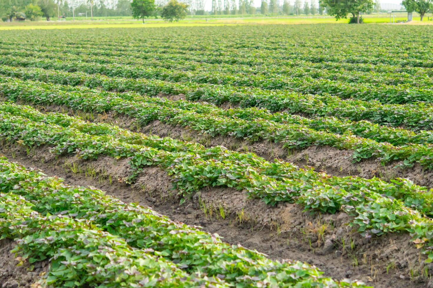 Rows of strawberries in a field photo
