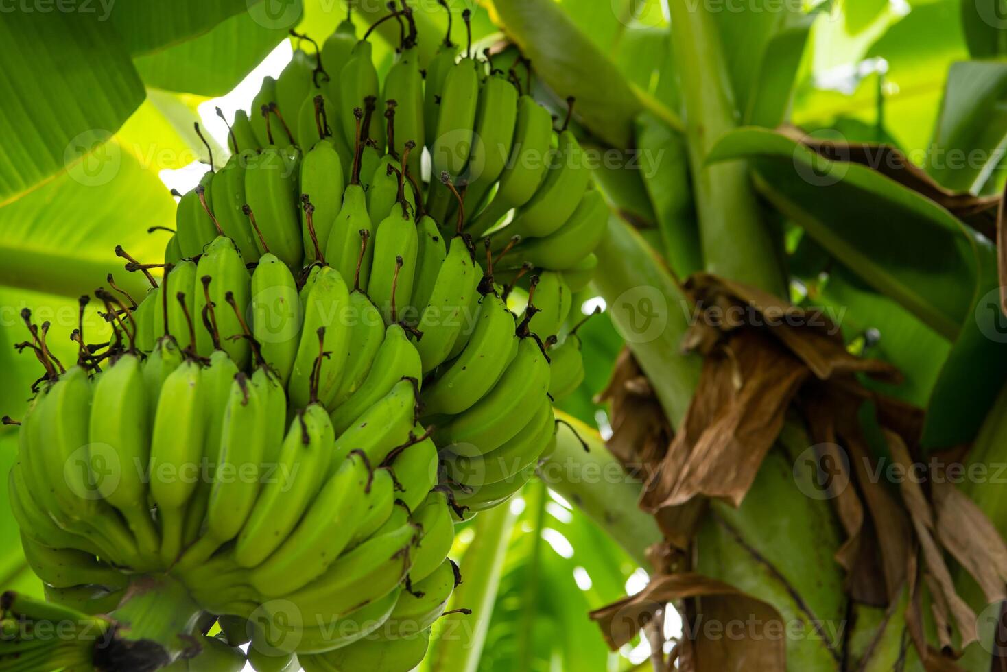 A bunch of bananas hanging from a tree photo