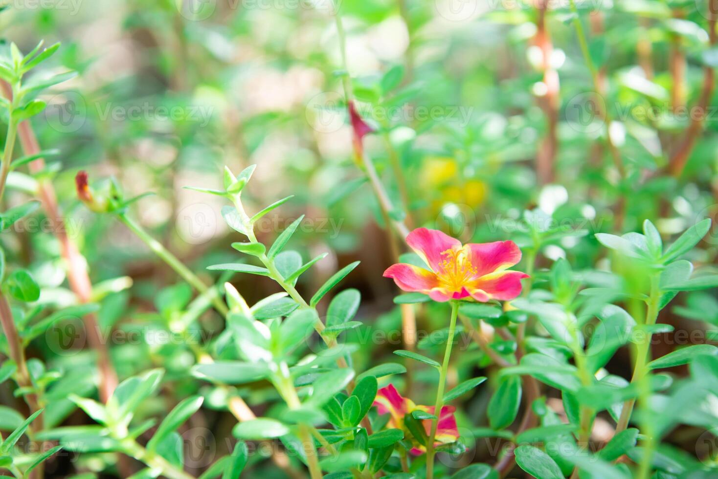 A small red flower is growing in the grass photo