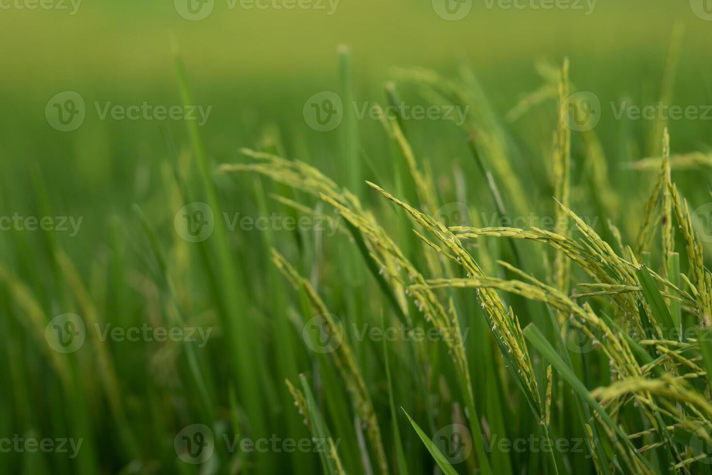 Green rice in the field photo
