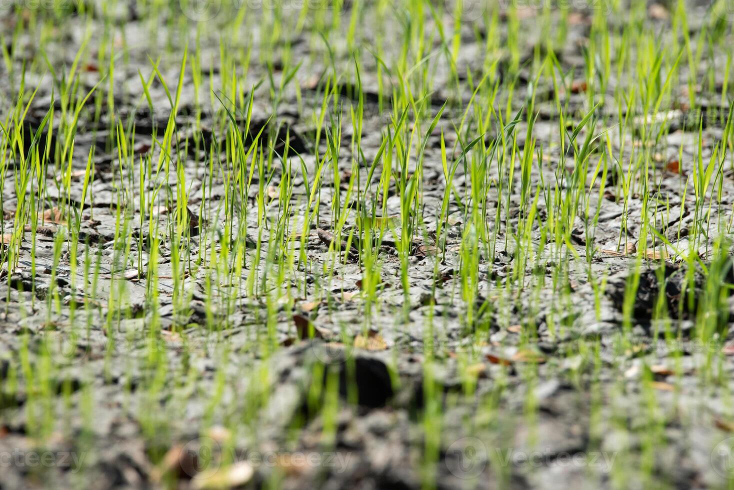 A close up of a field of grass photo