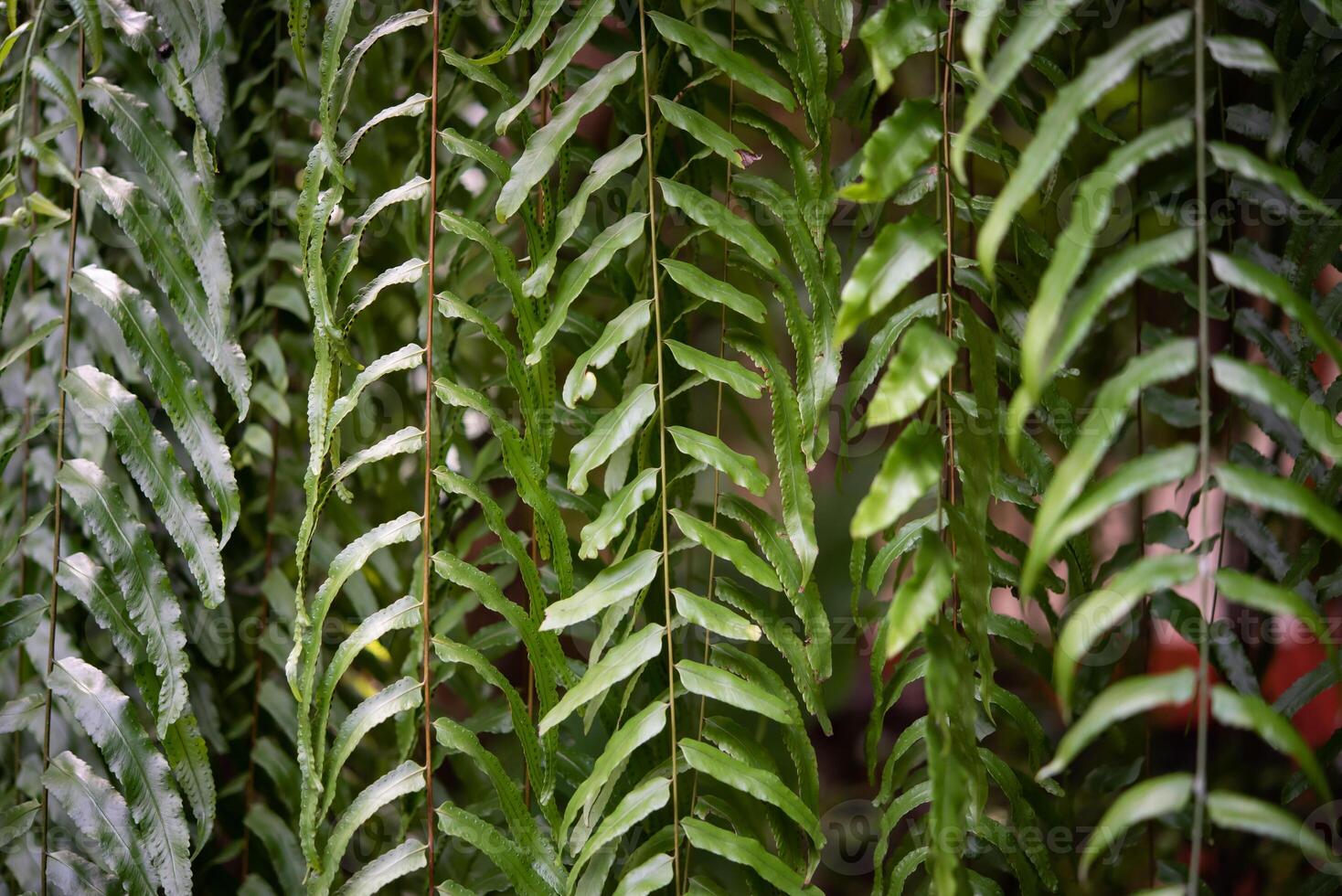 A close up of a green plant with leaves photo