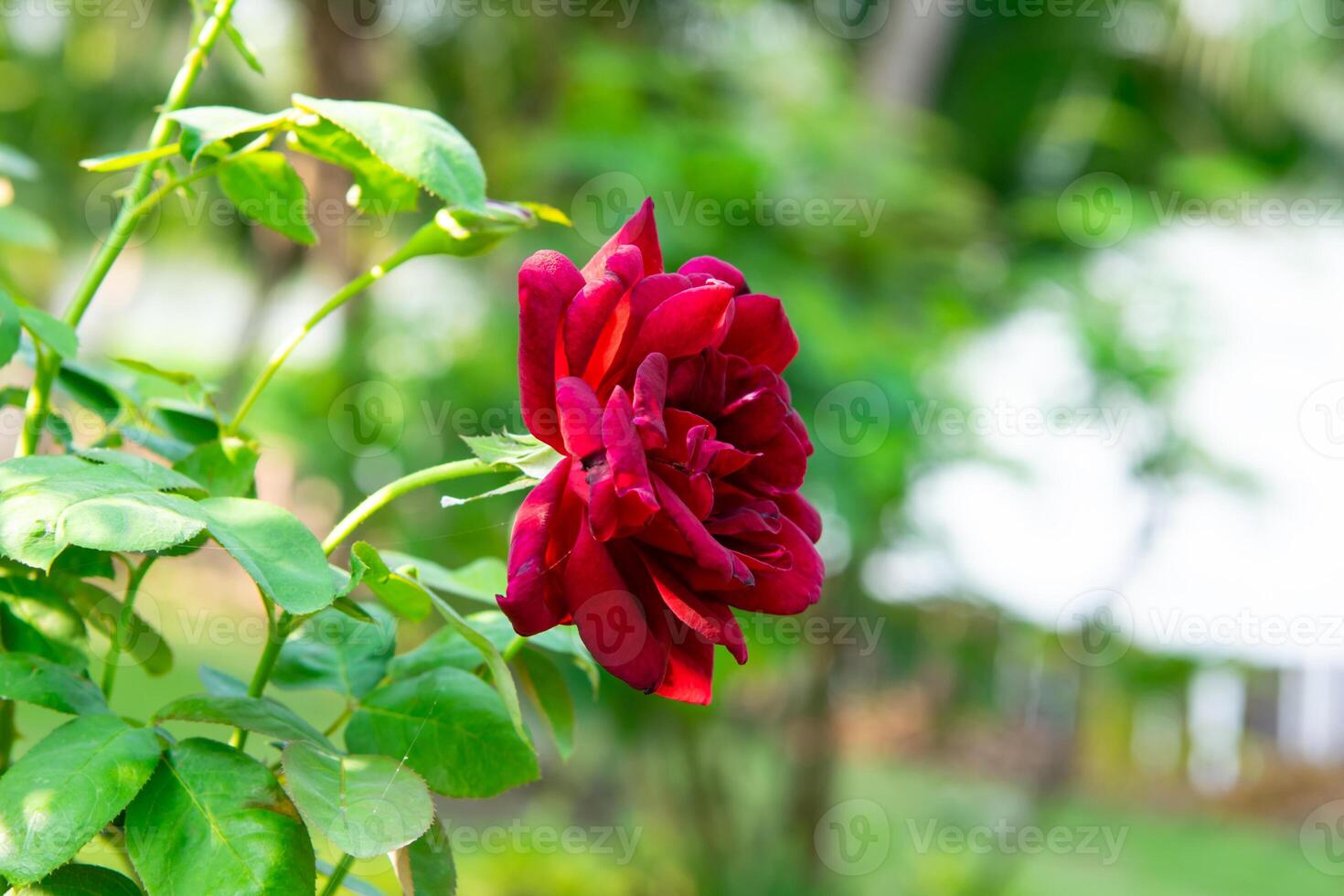 A red rose is growing in the garden photo