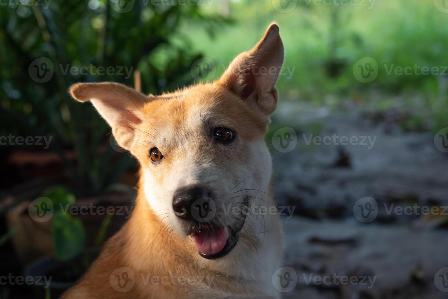 A dog sitting on the ground with its tongue out photo
