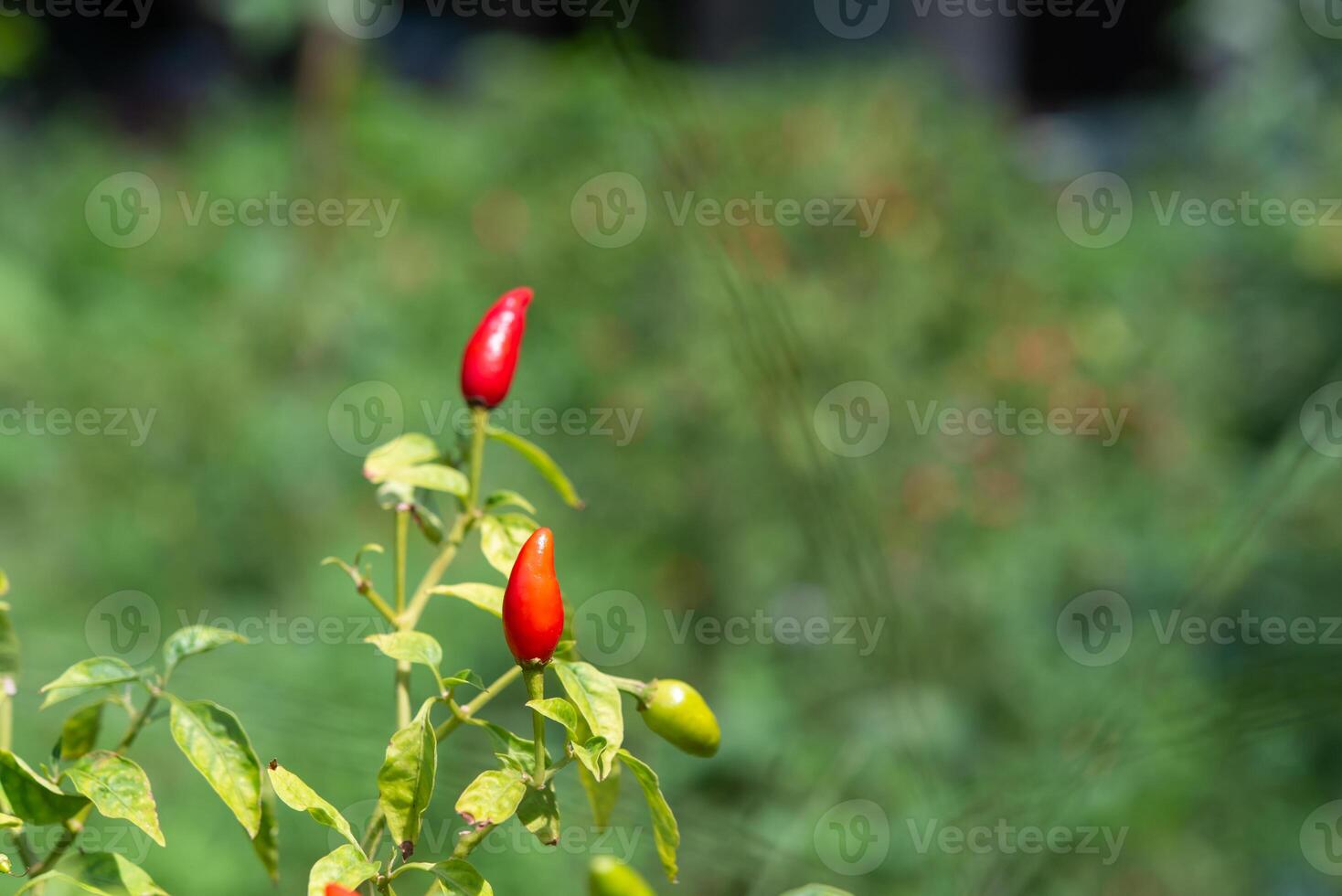 Red chili peppers growing in the garden photo