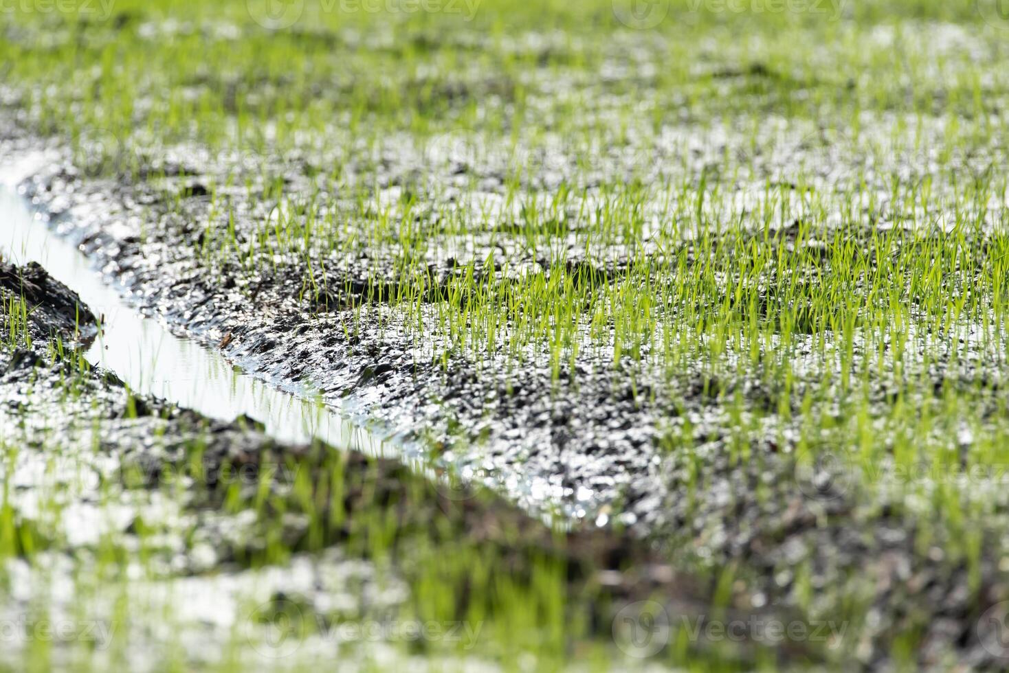 A puddle of water is running through a field of green grass photo