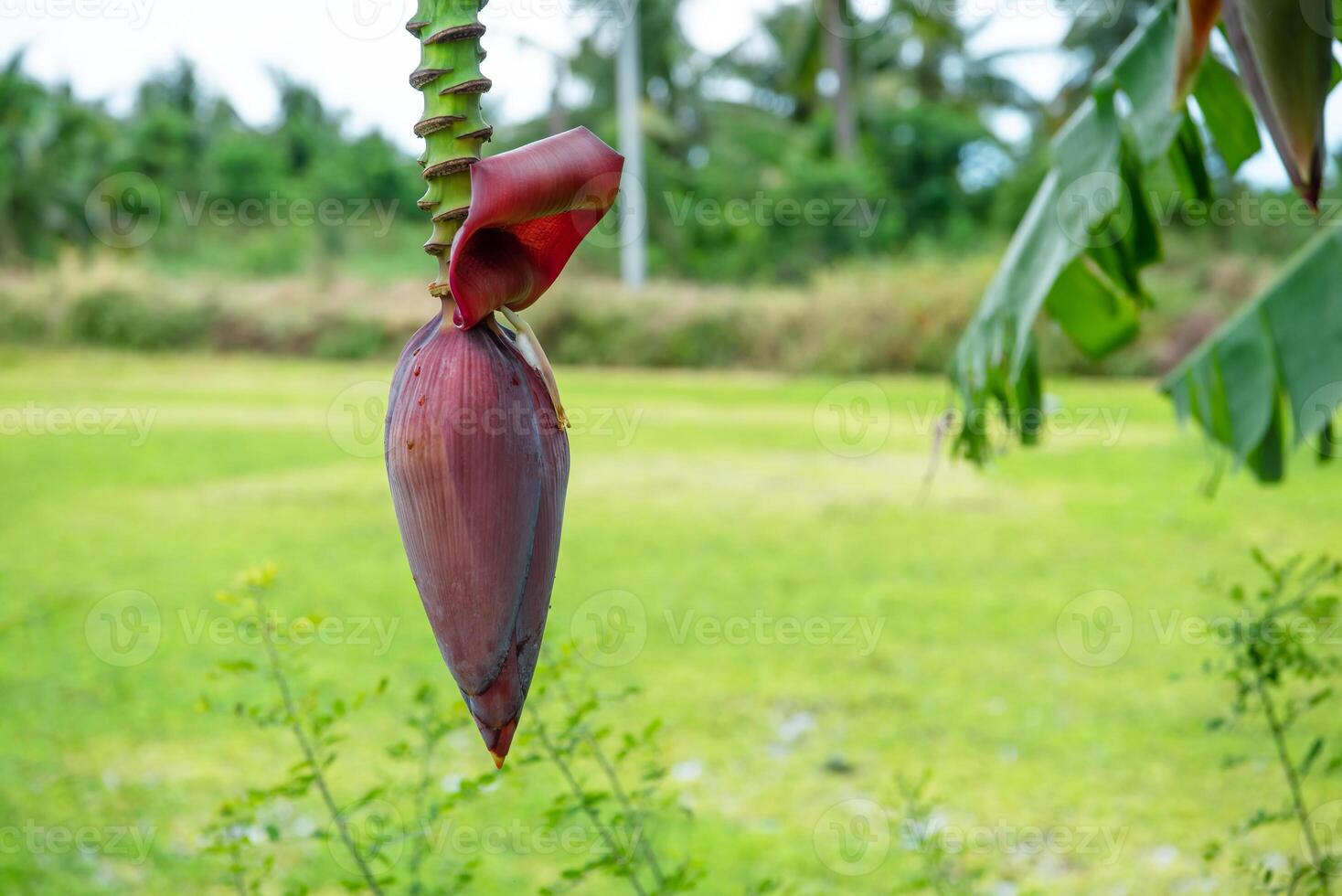 Banana tree in the field photo