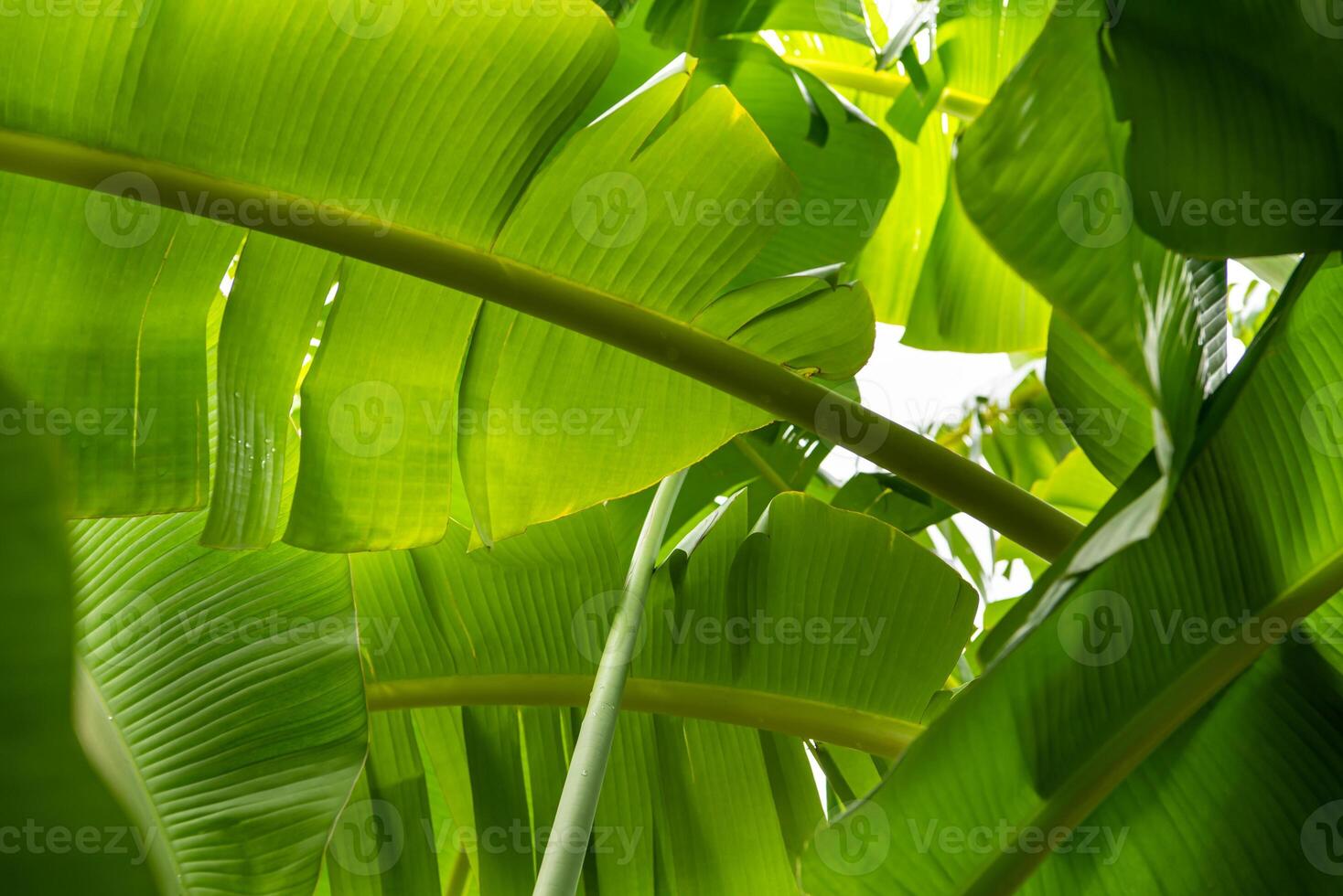 A close up of a banana tree with leaves photo