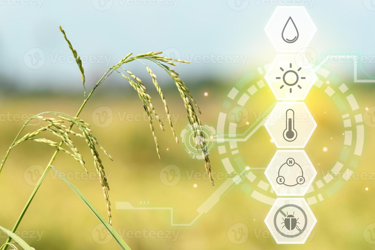 Paddy field with rice and crop icons photo