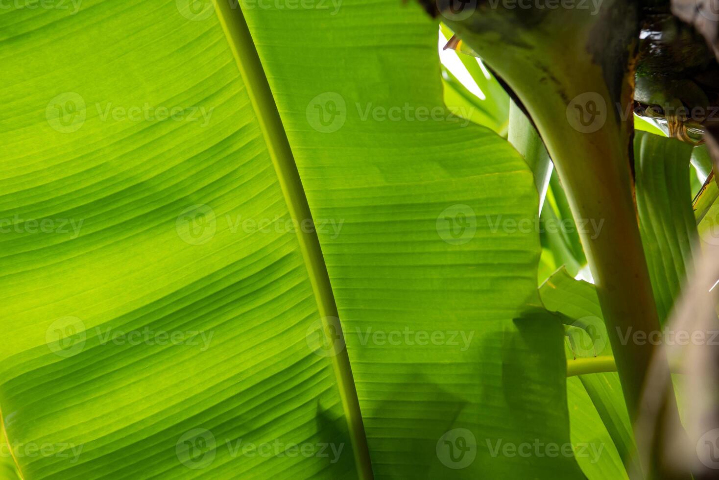 A banana tree with a banana leaf in the background photo