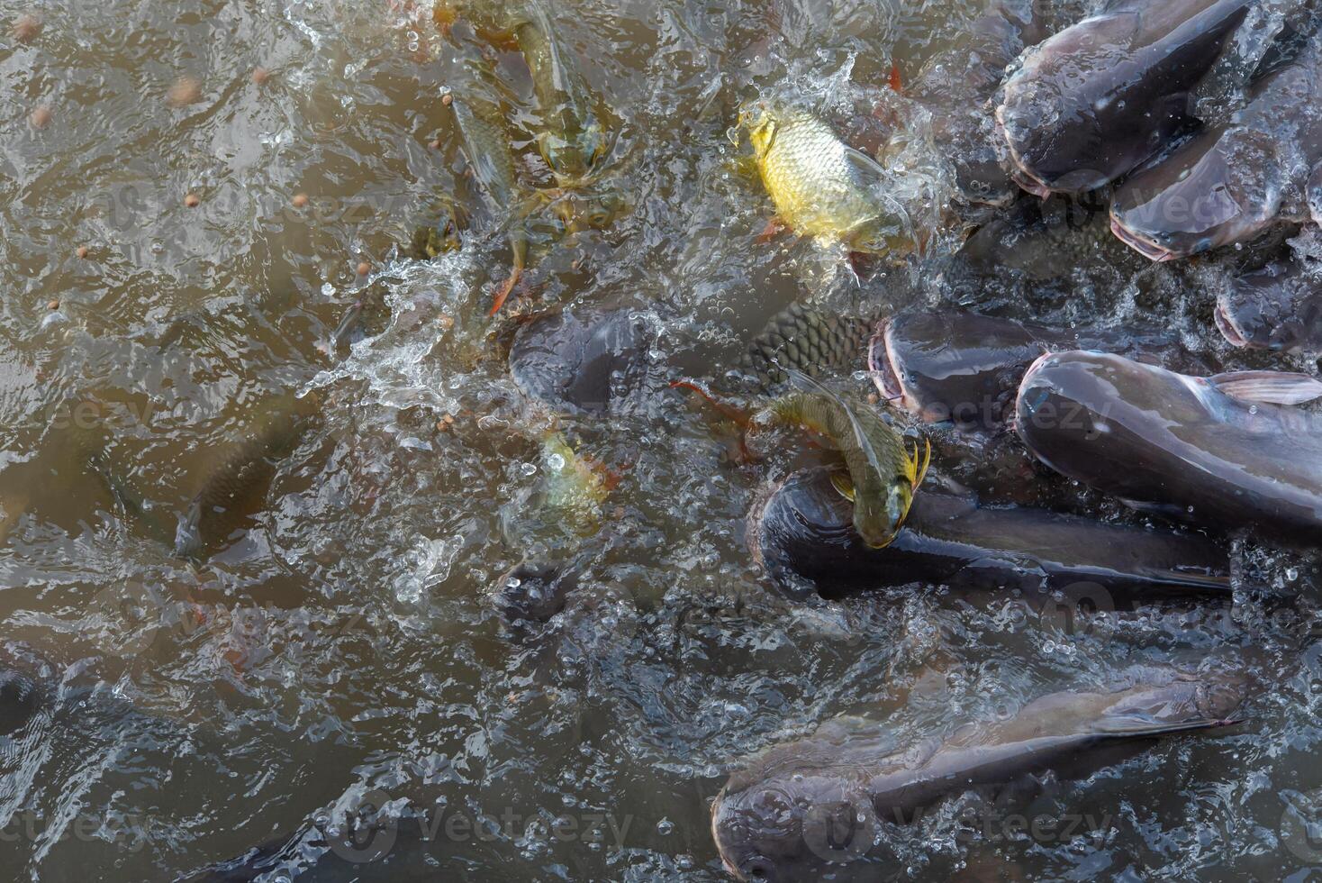 A group of fish in a river photo