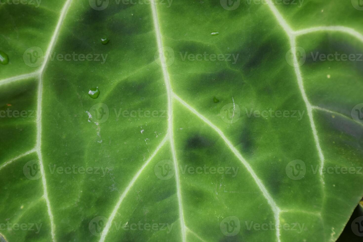 A close up of a leaf with water droplets on it photo