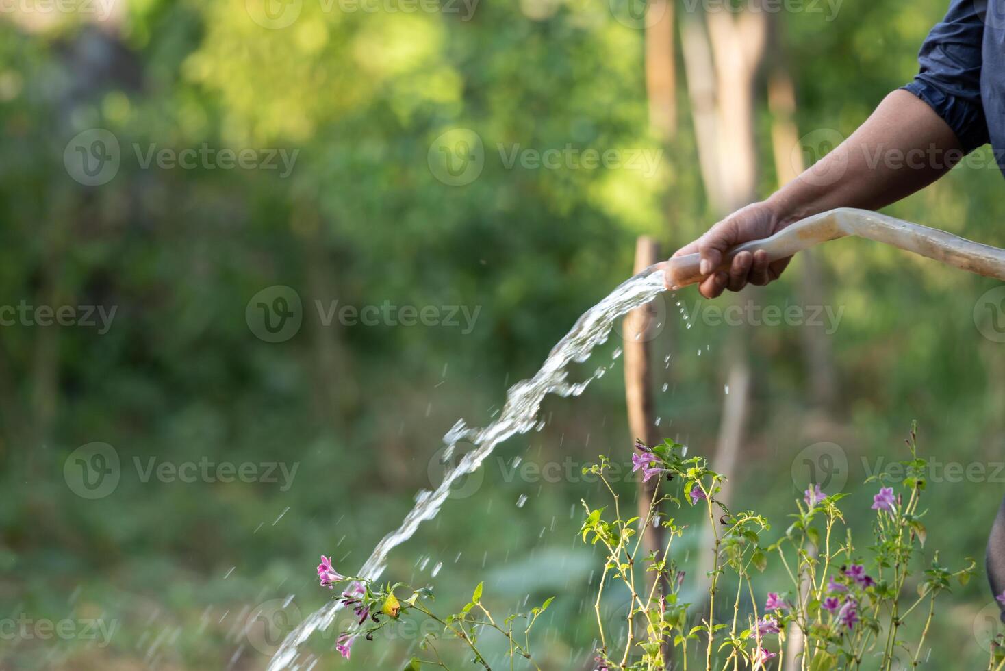 A person is watering a garden with a hose photo