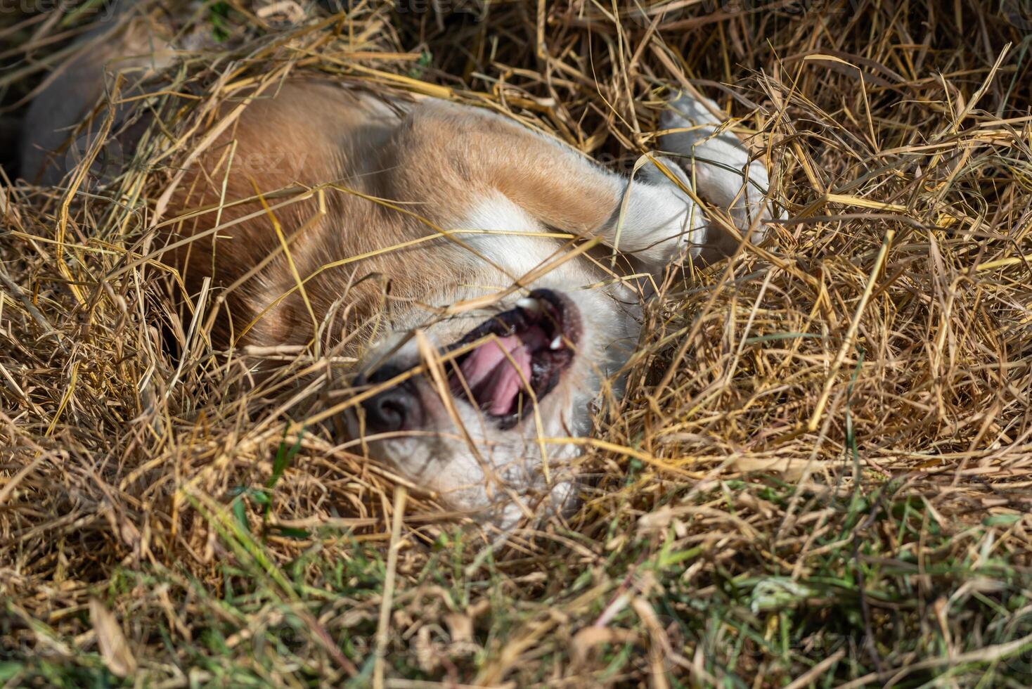 A dog laying in the grass with its mouth open photo
