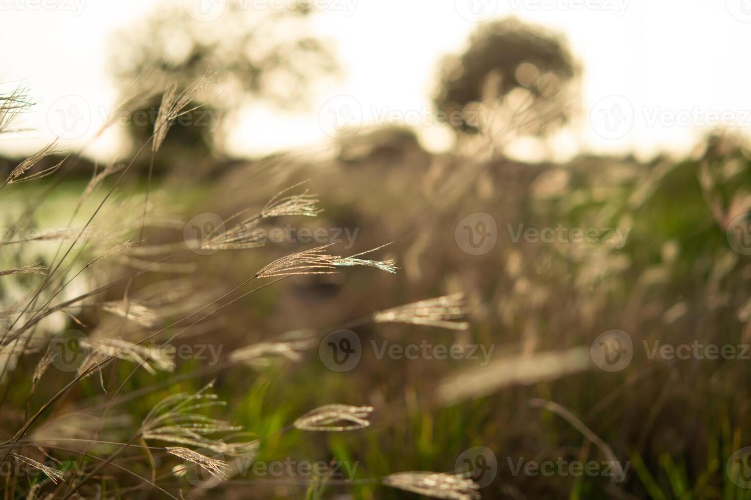 A close up of grass in the field photo