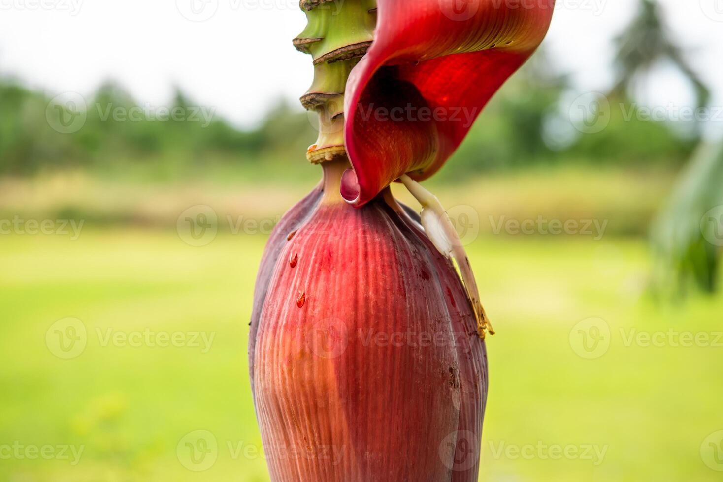 A banana plant with a flower on it photo