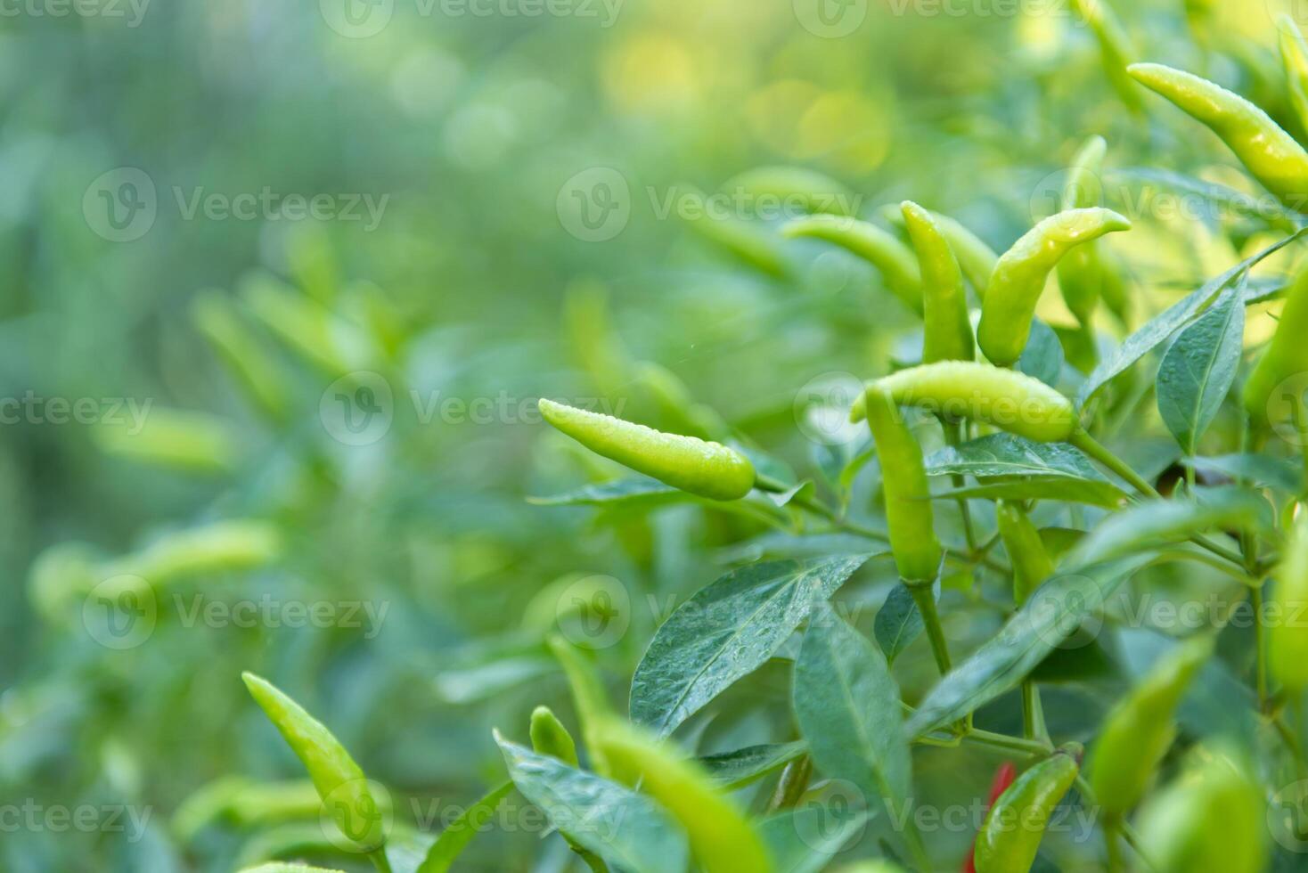 Green chili peppers growing in the field photo
