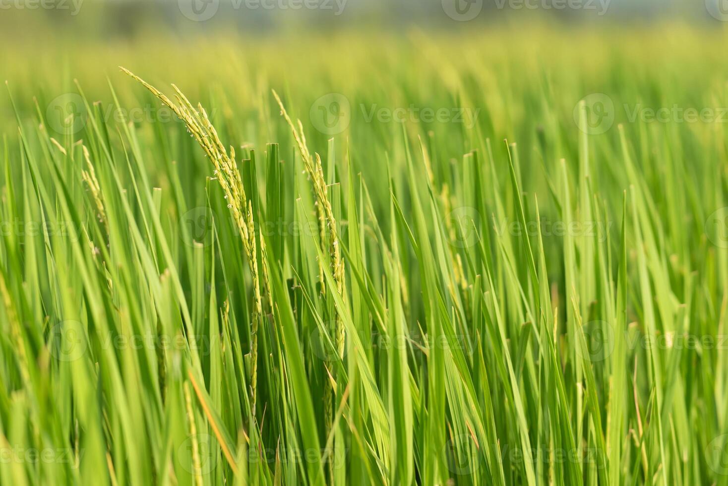 A close up of a green field with rice photo