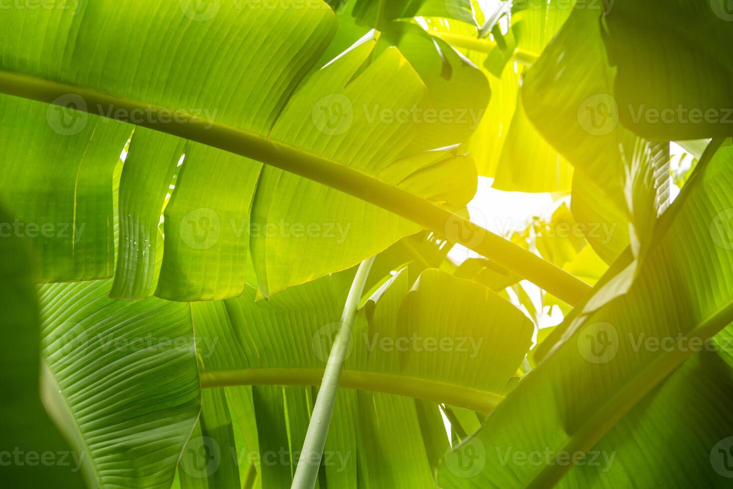 A banana tree with green leaves and sunlight photo