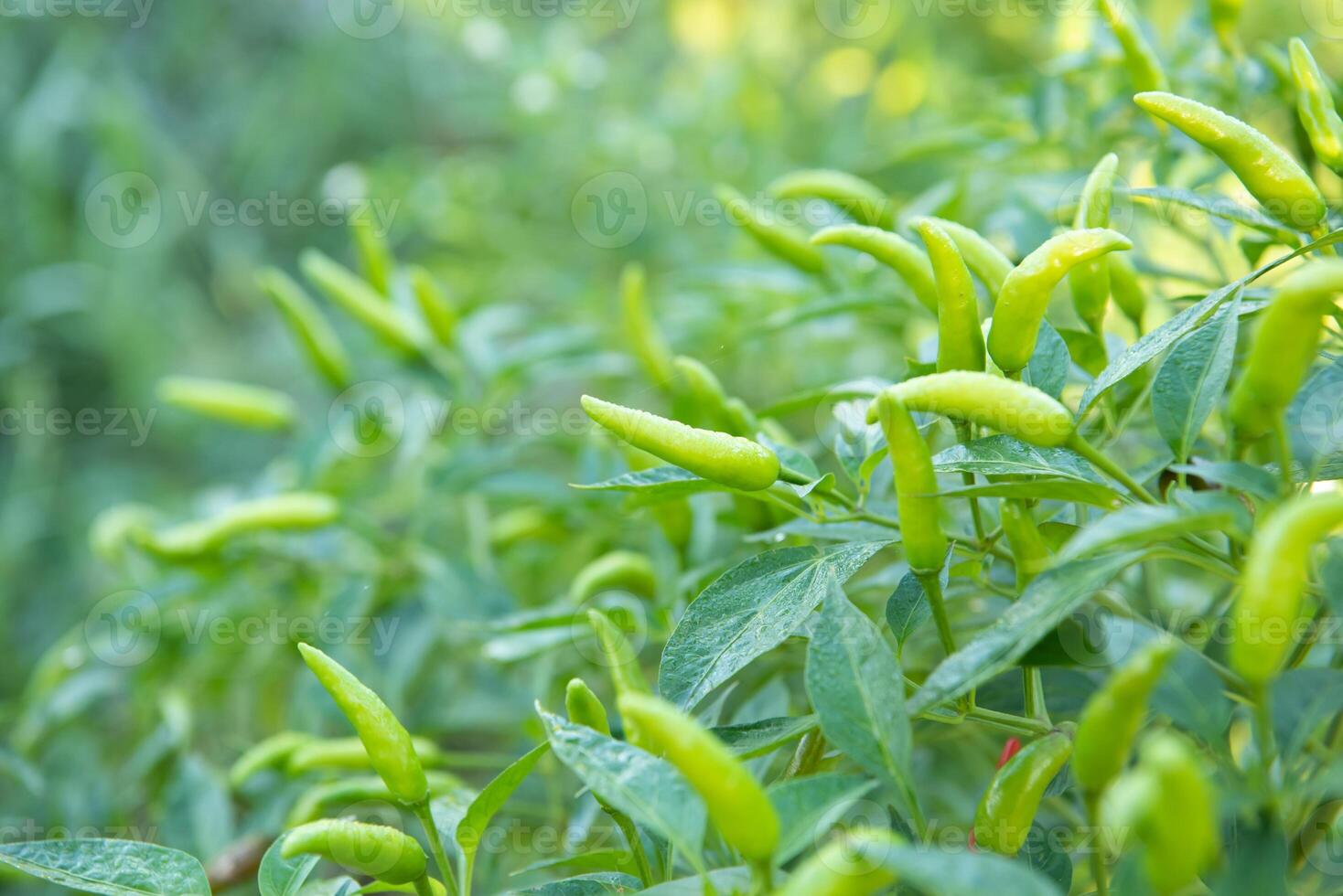 Green peppers growing on a plant in the garden photo
