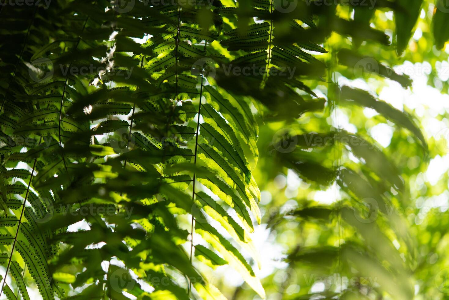 A close up of a green leafy tree photo