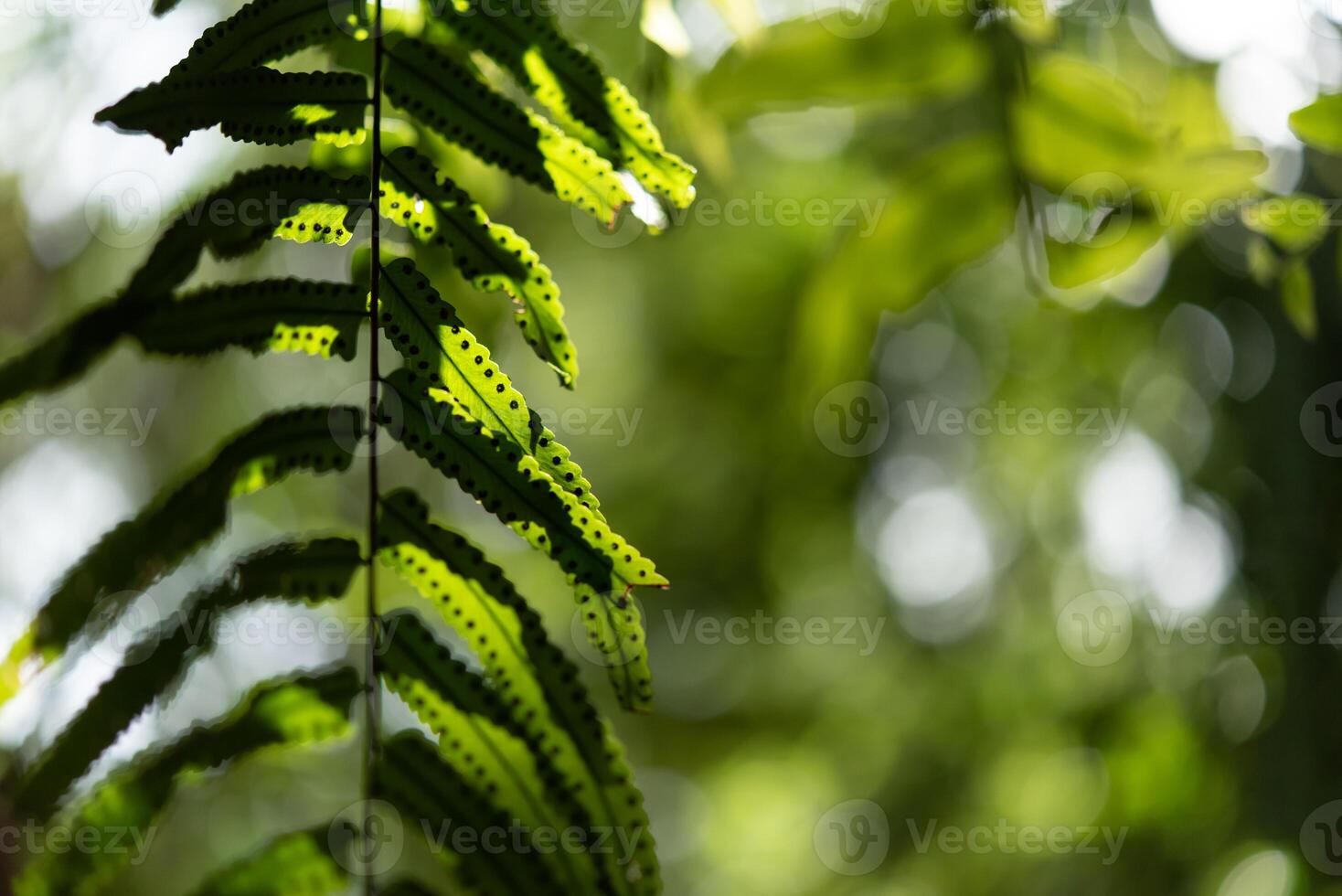 A close up of a fern leaf photo