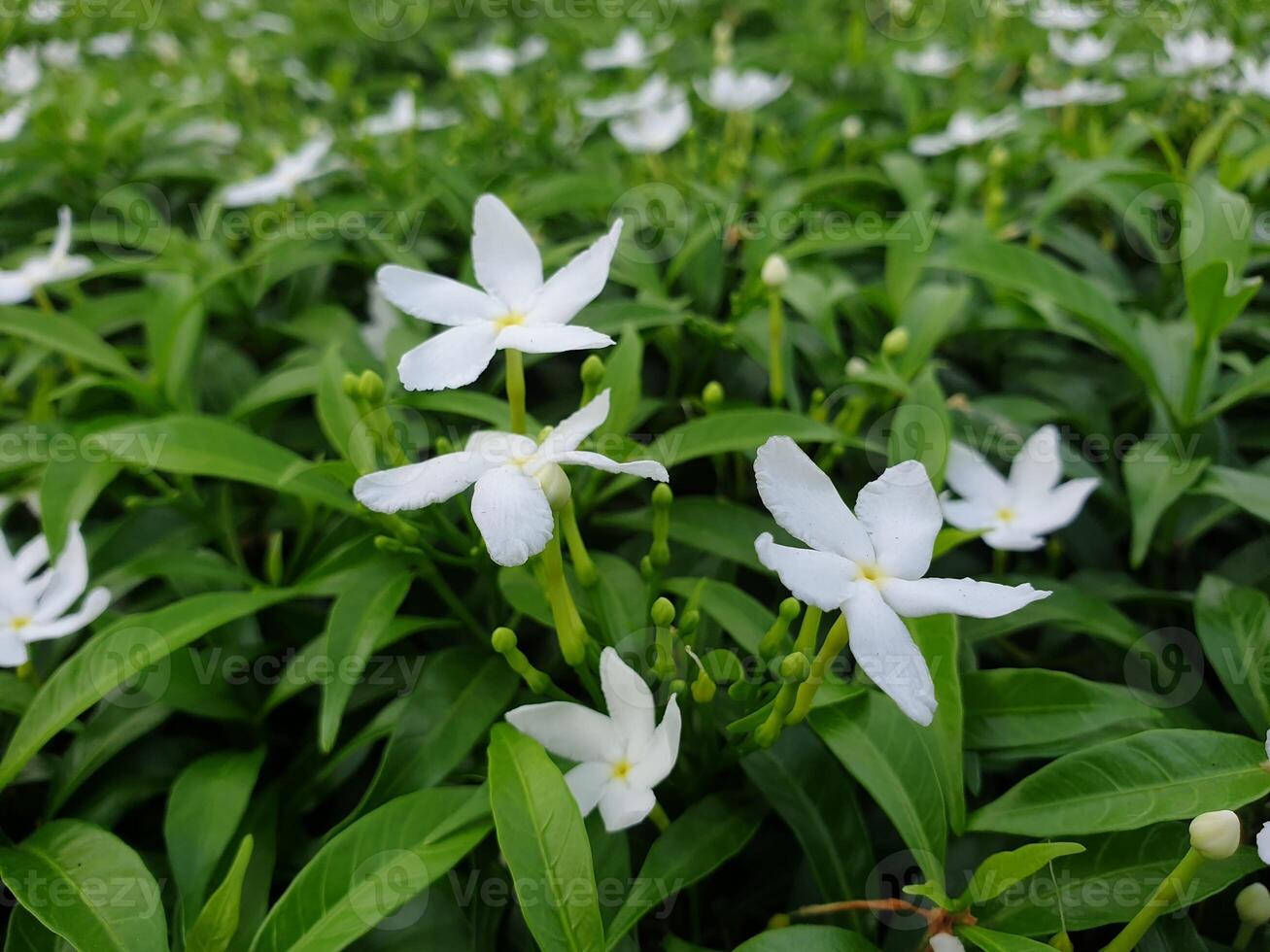 A group of white flowers with green leaves photo