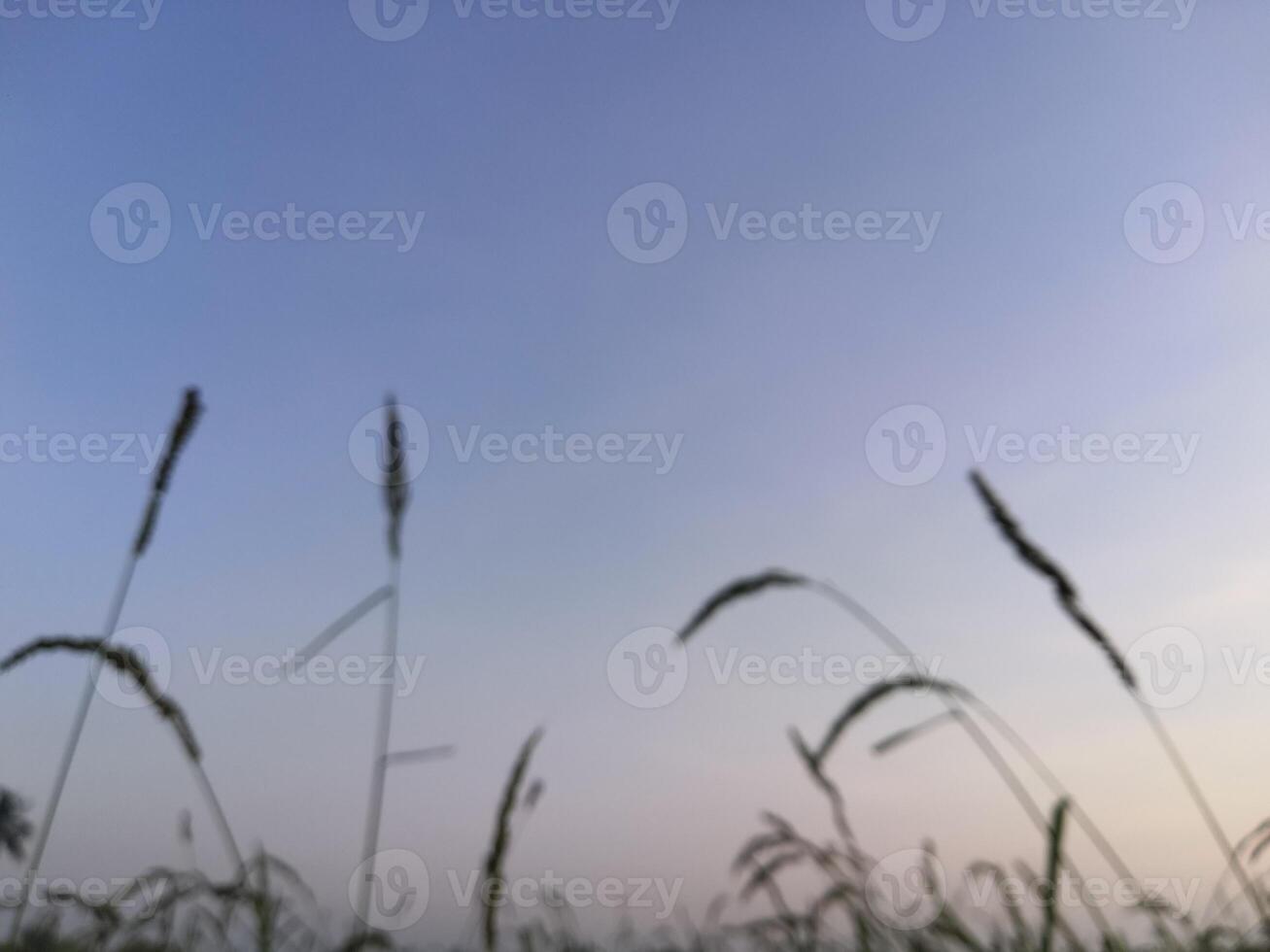A grassy field with tall grasses photo
