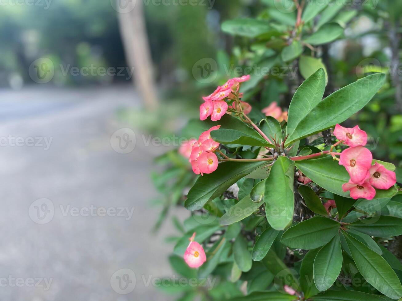 A bush with pink flowers on it photo