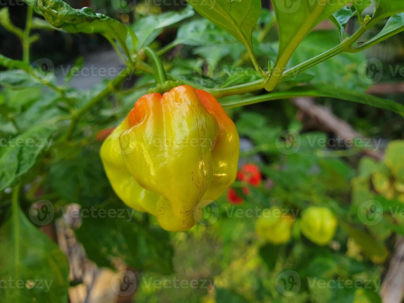 A yellow and orange pepper growing on a plant photo