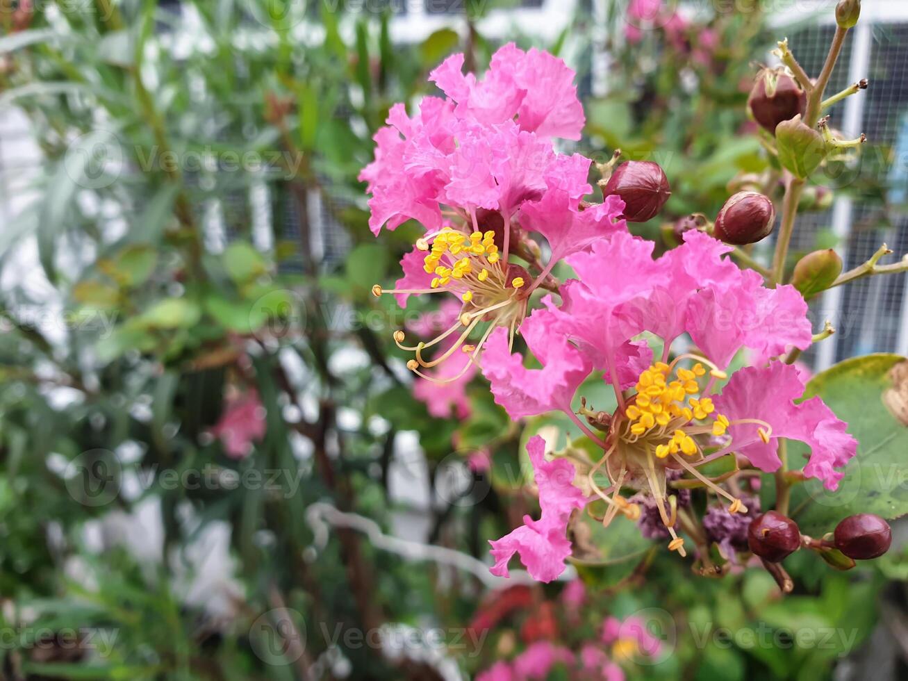 A pink flower with yellow centers in a garden photo