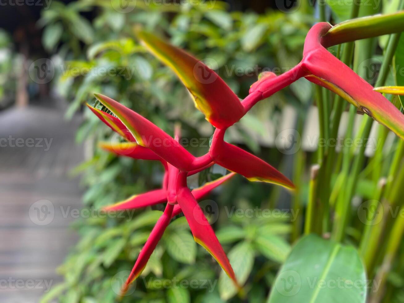 A red bird of paradise flower photo