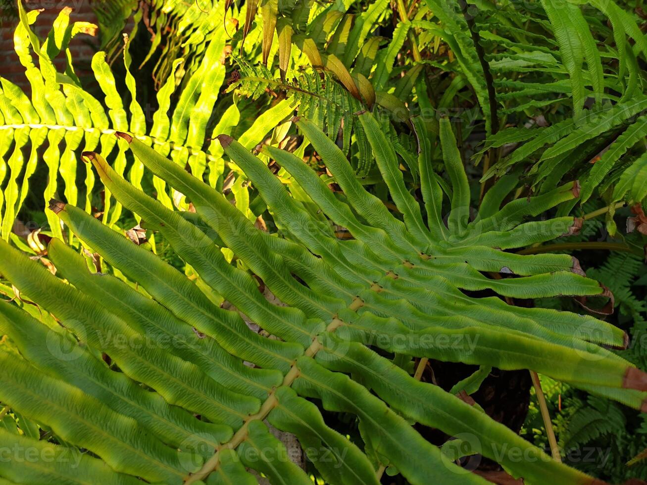 A fern plant with many leaves and a bird photo