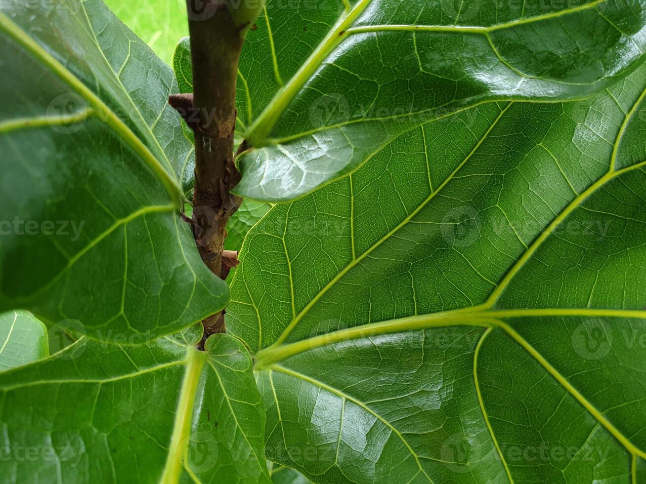 A close up of a large green leaf photo