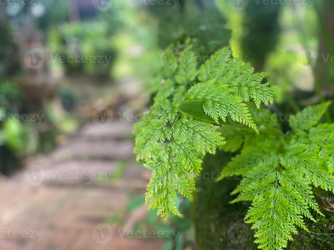 A fern plant growing in a garden photo
