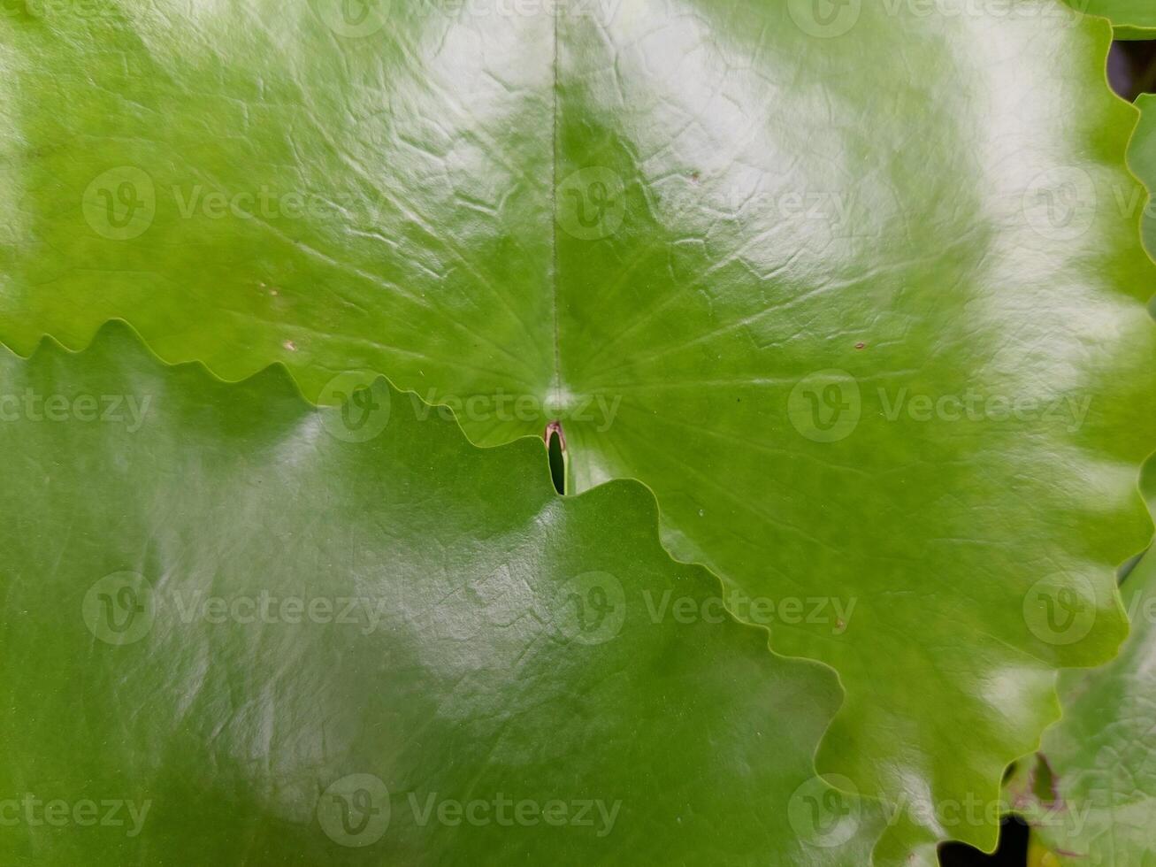 A close up of a large leaf with green leaves photo